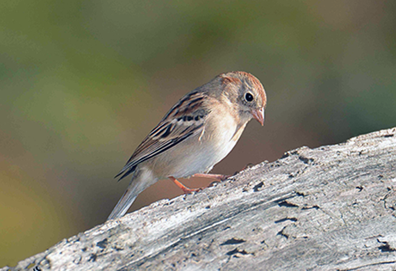 Field Sparrow by Alan Lenk